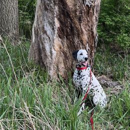 Hiccup - Dalmatian