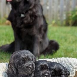Newfoundlands from Miss Sue’s Petting Zoo : Newfoundlands