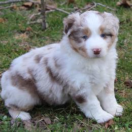 Miller - Red merle male Australian Shepherd puppy in Kansas, Oklahoma from Windy G Farm