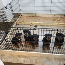 Rottweiler Puppies from Vom Corvinus Haus Rottweilers