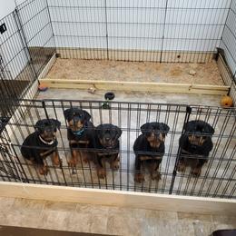 Rottweiler Puppies from Vom Corvinus Haus Rottweilers