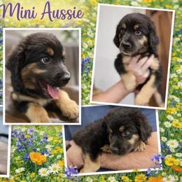 Green collar - Black tri male Miniature Australian Shepherd puppy in 32046, Florida from River Hill Ranch