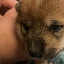 Shiba Inu Puppies from Puppydom Kennels & Training