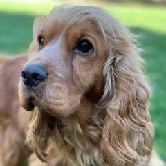 Daisy - English Cocker Spaniel
