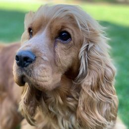 Daisy - English Cocker Spaniel