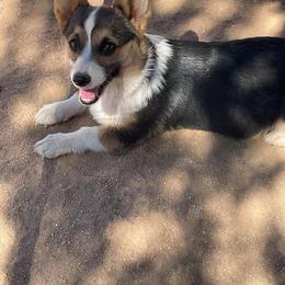 Stella - Black and tan female Pembroke Welsh Corgi puppy in Hesperia, California from Amatskennel - Stubby Tails Ranch