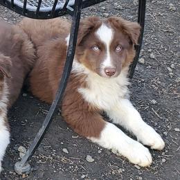 Australian Shepherd Puppies from Farmstead Aussies
