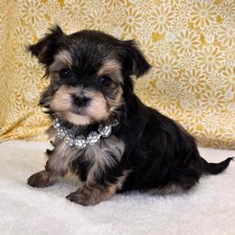 Hazel SMALL - Black & tan tri-color female Morkie puppy in Monticello, Iowa from Ashley’s Puppies