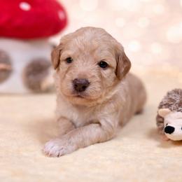 Valentino - Gold male Bordoodle puppy in Conway, Missouri from 2J 2K Bordoodles