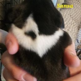 Sansa - Black fawn and white female Beagle puppy in Brockway, Pennsylvania from Sugar Hill Hounds