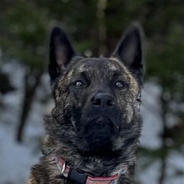 Bas - Dutch Shepherd