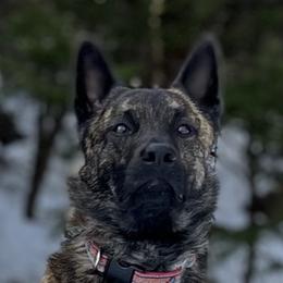 Bas - Dutch Shepherd