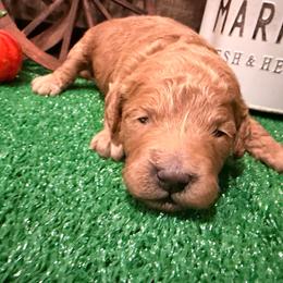 Mabel purple collar - Red  female Goldendoodle puppy in Atco, New Jersey from Flannery’s lucky puppies 🍀