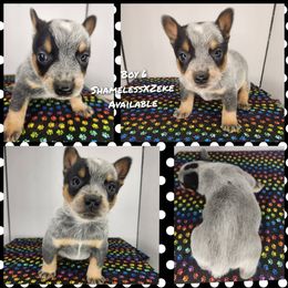 Boy 6 - Blue male Australian Cattle Dog puppy in Bradford, Arkansas from Cedar Rock Heelers and Kelpies