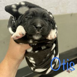 Boy 3 - White and black Newfoundland puppy in Tully, New York from Bear Paw Newfoundlands