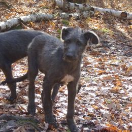 Scottish Deerhound and Whippet Puppies from Cu Liath Deerhounds & Whippets