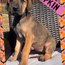 PUMPKIN - Fawn female Great Dane puppy in Wellsville, New York from Prophecy Danes