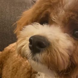 Assorted Doodle Crosses, Cavachons, Cavalier King Charles Spaniels, and Cavapoos from Prairie Puppies