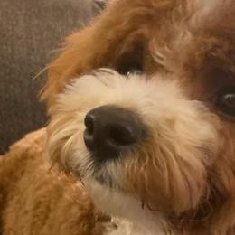 Assorted Doodle Crosses, Cavachons, Cavalier King Charles Spaniels, and Cavapoos from Prairie Puppies