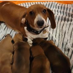 Darla - Dachshund