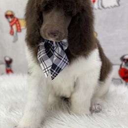Poodle Puppies from Southern Elegance Standards
