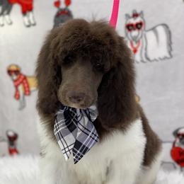 Poodle Puppies from Southern Elegance Standards
