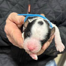 Abstract parti blue - Black and white male Bernedoodle puppy in Petersburg, Michigan from Brittany’s Mini Bernedoodles