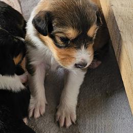 Old Time Scotch Collie Puppies from Ashgrove Farm