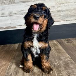 Tara - Phantom female Bernedoodle puppy in Savannah, Missouri from Rose Creek Mini Aussies and doodles
