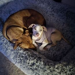American Pit Bull Terrier Puppies from Mika Tica Kennels
