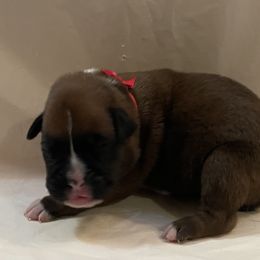 Charlie Daniels - Fawn male Boxer puppy in Willard, North Carolina from Boone’s Boxers of North Carolina