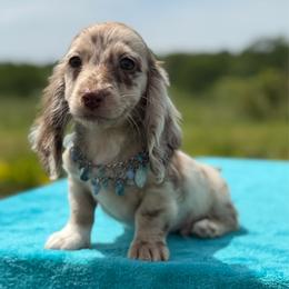 Trey - Dapple male Dachshund puppy in Lincoln, Arkansas from Red Dirt Dachshunds