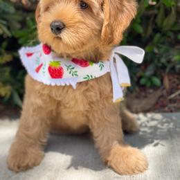 Australian Labradoodle Puppies from Pixie Doodle Paws