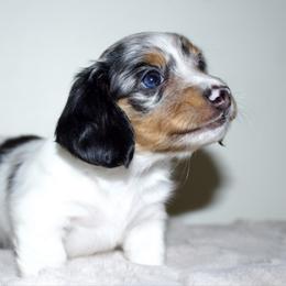 Goose - Dapple male Dachshund puppy in Mapleton, Utah from Utah County Dachshunds