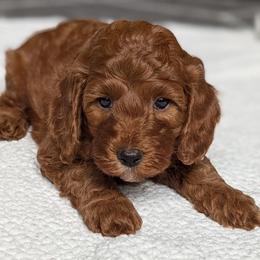 Grey - Red  male Goldendoodle puppy in Connecticut from Valley View Doodles