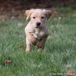 Labrador Retriever Puppies from Sun Ridge Labradors