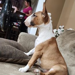 Bull Terrier Puppies from LSDBULLS