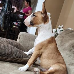 Bull Terrier Puppies from LSDBULLS