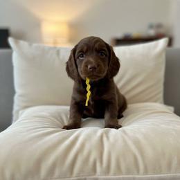 Hershey ( Dove) - Chocolate female Dachshund puppy in Wolf Lake, Indiana from Canisteo Dachshunds