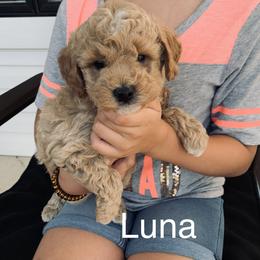 Goldendoodle Puppies from Martin’s Doodles