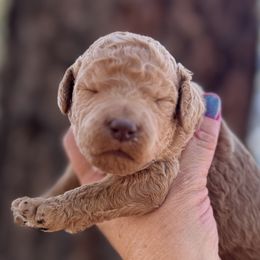 Poodles from Rossiter Poodles