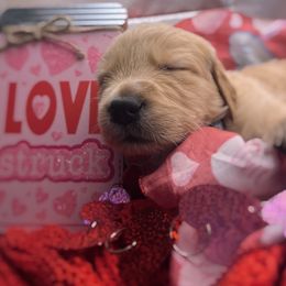 Golden Retriever Puppies from Great Lakes Golden Retreivers