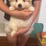 Girl 3 - female American Eskimo Dog puppy in Canton, Texas from Dan's Eskimo Dogs