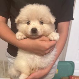 Girl 3 - female American Eskimo Dog puppy in Canton, Texas from Dan's Eskimo Dogs