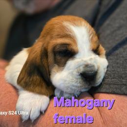 Mahogany female - Mahogany and white female Basset Hound puppy in Flint, Michigan from Vehicle City's Great Danes, Bulldogs, and Cocker Spaniels