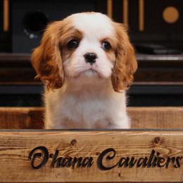 Sambuka - Blenheim male Cavalier King Charles Spaniel puppy in Wesley Chapel, Florida from Ohana Cavaliers