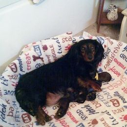 Rainy - Dachshund