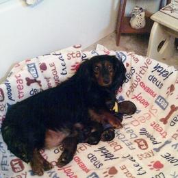 Rainy - Dachshund