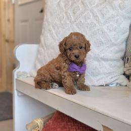 F1B Meet Sasha :) - Red female Cavapoo puppy in Centerville, Iowa from Barnyard Dachshunds, Dals & Doodles