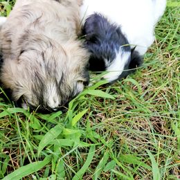Shihpoo Puppies from Perfect Companion Puppies
